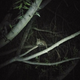 Image for article titled My Dog Treed A Mountain Lion